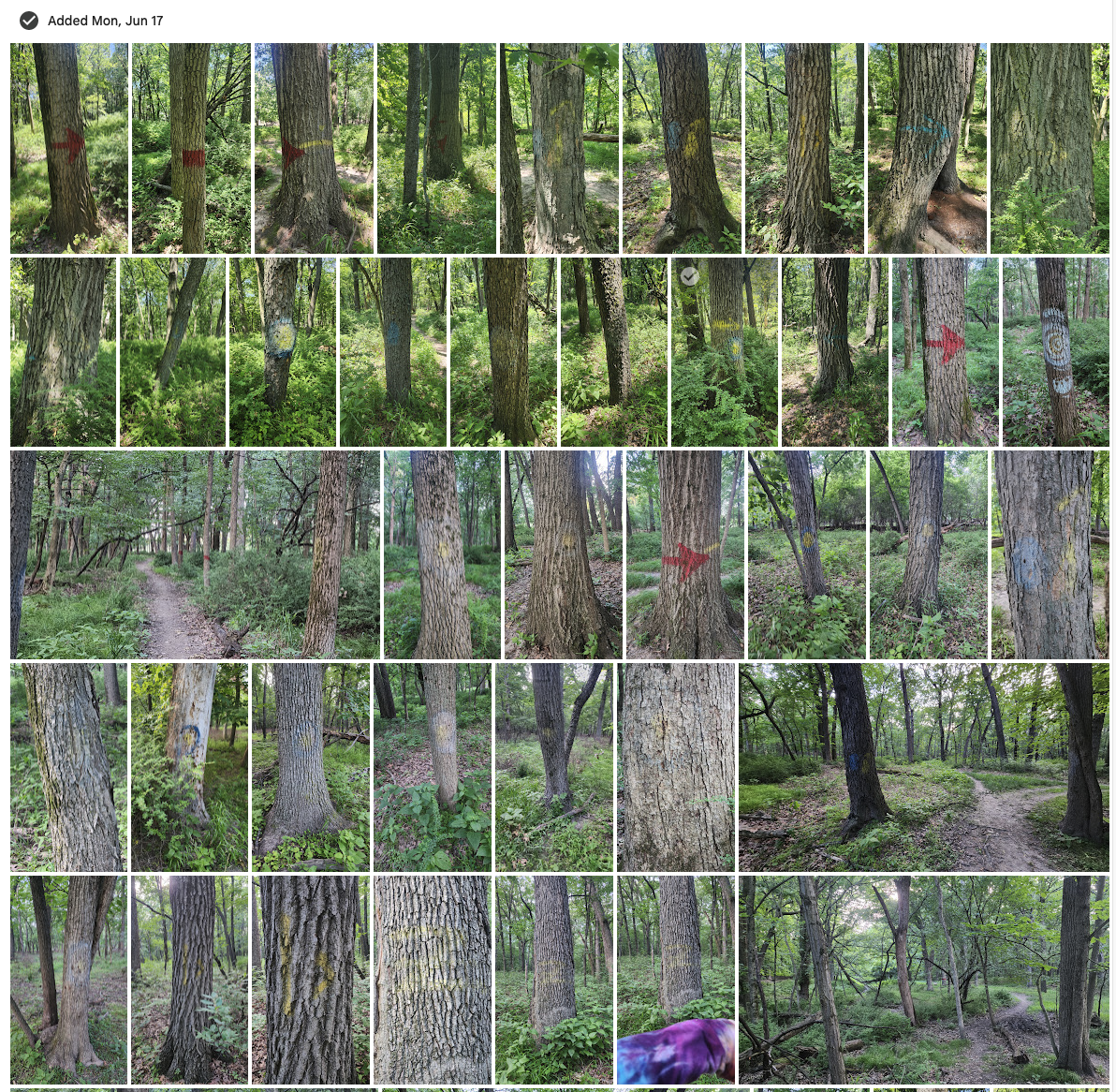 Gallery of Blazes Gallery of Blazes