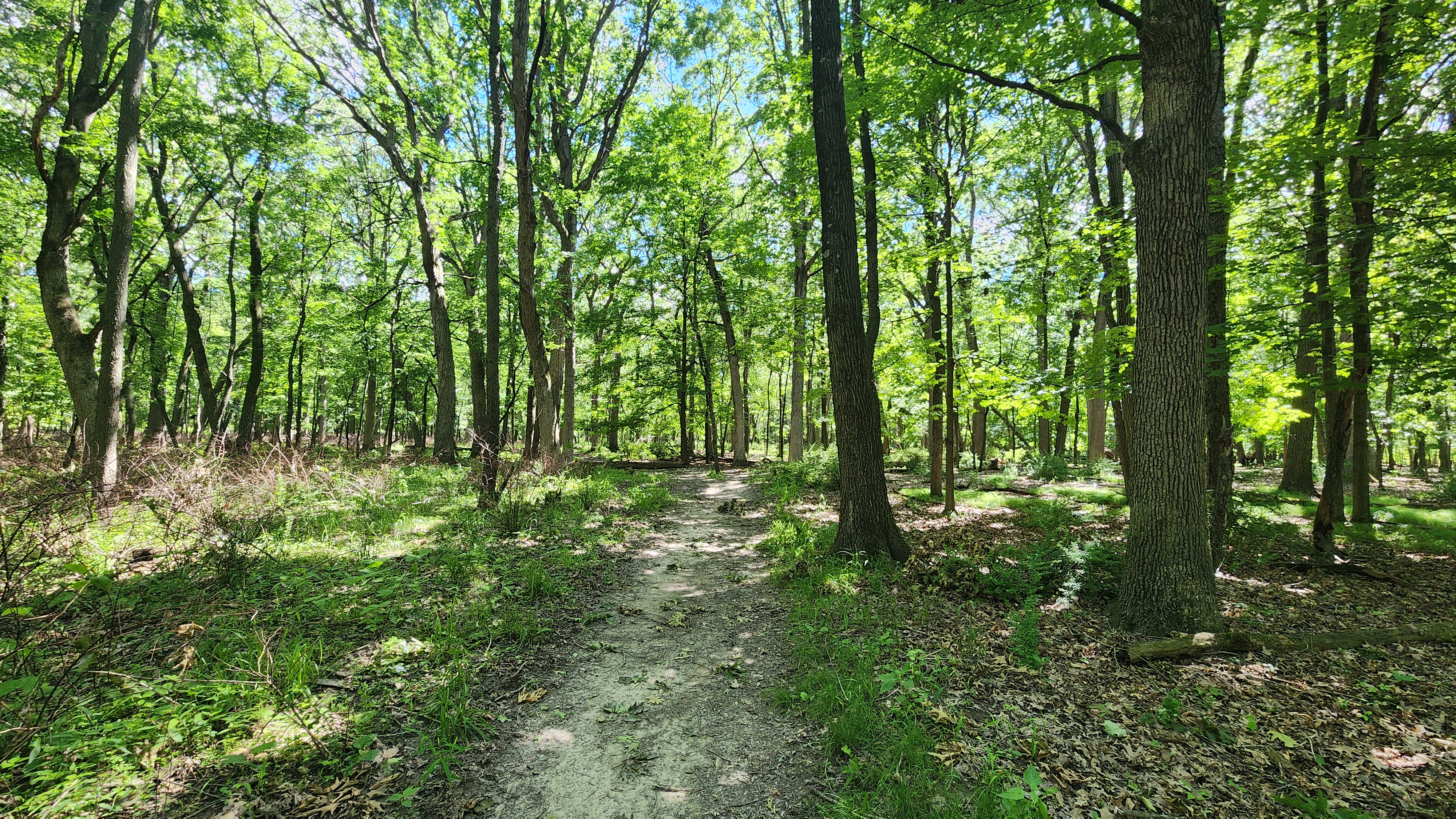 Less Japanese Barberry Less Japanese Barberry