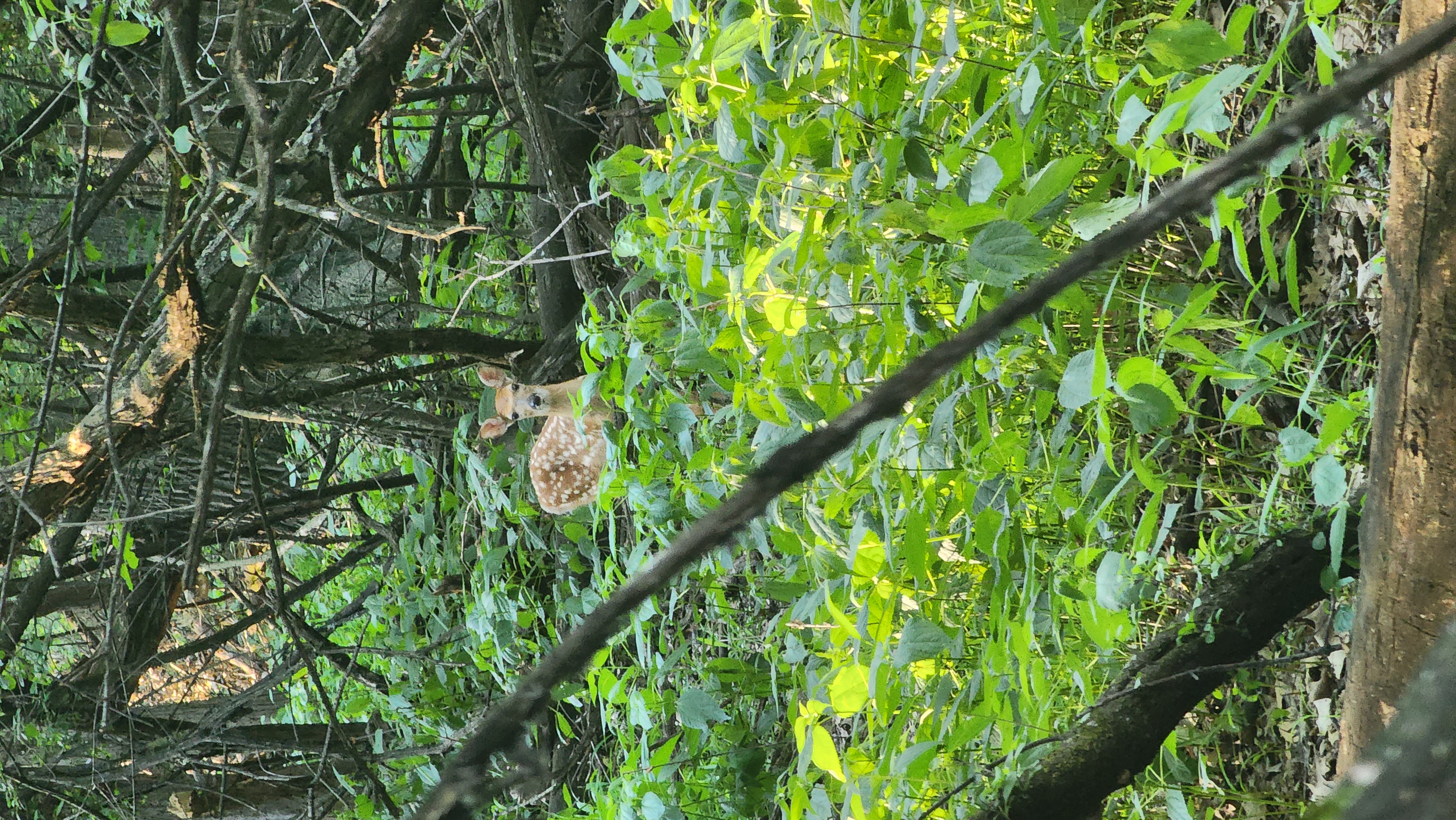 Oh dear (2)! Schiller Woods South - Oh dear (2)!